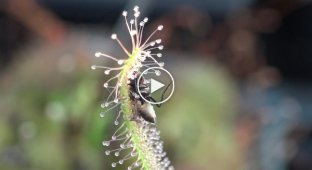 Плотоядное растение поедает муху
