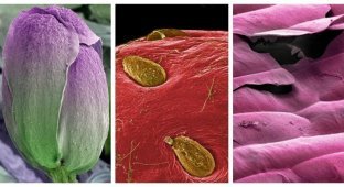 Этот удивительный макромир: невероятные фотографии обычной еды под микроскопом (15 фото)