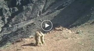 The fight between two marmots was caught on video