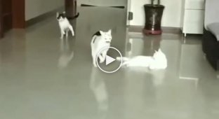 Замедленная съемка погони у кошек