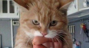 Cat thieves caught red-handed (19 photos)