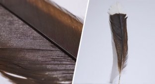 “In excellent condition”: a feather from an extinct bird sold for a record amount (2 photos + 1 video)