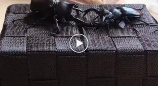 This is how a rhinoceros beetle can use its horn