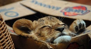 Why do cats love boxes? It turns out that this is not just a whim, but a real need! (5 photos)