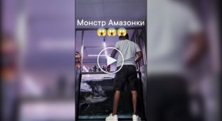 Dangerous arapaima: A reaction that amazes