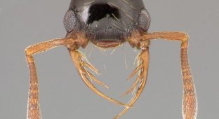 Макросъемка морд муравьев ) Страшные (20 фотографий)