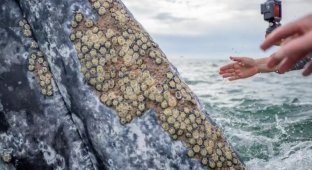 Gray whales ask people for help (3 photos + 1 video)