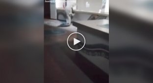 A crocodile visited a hotel restaurant in Africa