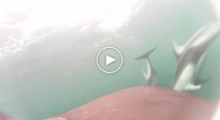 Морські біологи вперше зняли спільне полювання косаток і дельфінів