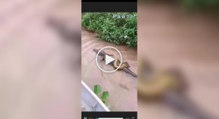 Snake "rode" an alligator and got caught on video