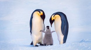 Як імператорські пінгвіни висиджують яйця -50°С при ураганному вітрі Антарктиди (7 фото)