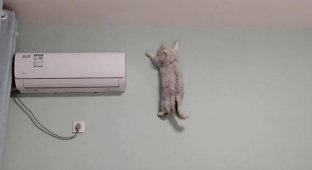 Кошка карабкается по стене, как профессиональный альпинист (3 фото)