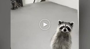 Raccoons ate the girl's tacos that the courier brought her
