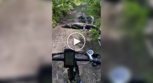 Cyclist's encounter with alligators