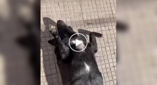 Dog sunbathing