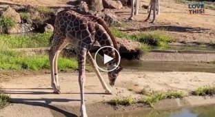 Длинные ноги мешают детенышу жирафа попить воды