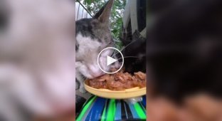 Доставка еды голодным котикам