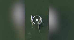 Самка дельфина несколько дней не могла расстаться с умершим детенышем