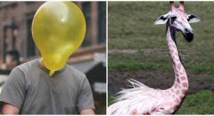 Balloon Man and Giraffe-flamingo: a neural network was taught to create short and clear videos on imaginary worlds (1 photo + 3 videos)