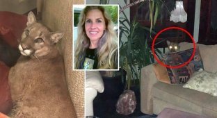 Американка обнаружила в своей гостиной льва, и телепатически заставила его уйти (14 фото + 3 видео)