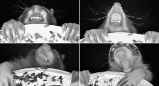 Bird Feeder Camera Captures Fun Pictures of Animals Enjoying a Midnight Feast (3 Photos + 1 Video)