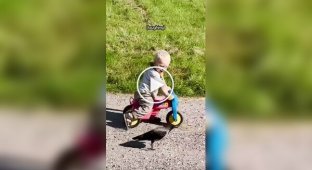 The crow made friends with a two-year-old boy