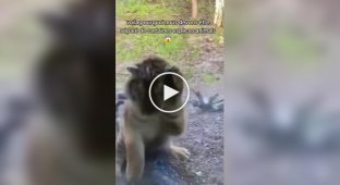 Big cats try to attack children in zoos