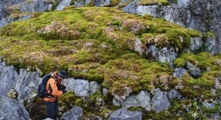 Plants that have never been there have begun to spread across Antarctica (4 photos)