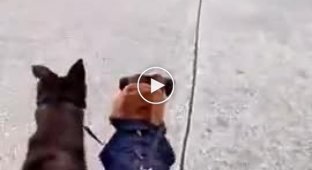 An interesting reaction of dogs to robops during a walk