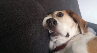 A selection of funny and very photogenic dogs (15 photos)