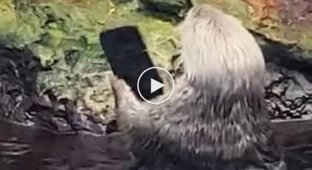 Otter clearly showed what she thinks about modern gadgets