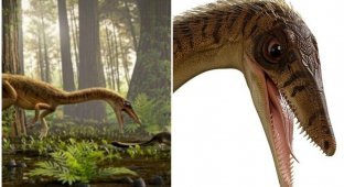 Палеонтологи нашли останки "крестного отца" тираннозавра (5 фото)