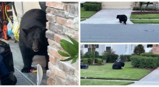 The bear raided the refrigerator, snacking on fish fingers and strawberry sauce (6 photos + 1 video)