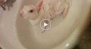 Помыли кролика