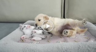 Котенок и щенок