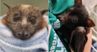 14 adorable photos of how a veterinarian saves orphaned bats (15 photos)