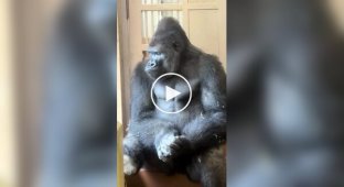 A male gorilla was deep in thought