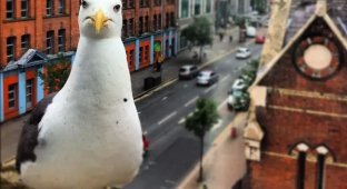 In the UK, the city council lost 460 thousand pounds sterling due to a stubborn seagull (3 photos)