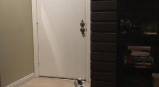 Кот терпеливо ждет своего хозяина (2 фото)