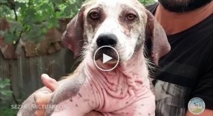 A man saved a hairless dog from death
