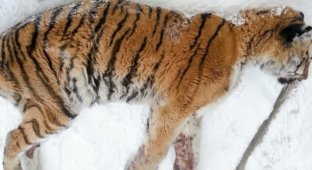 Хабаровчане обнаружили на веранде… неподвижную тигрицу! Но она пришла не ссориться (3 фото)
