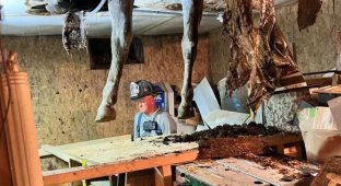 The horse fell through the floor of the stable and got stuck between the floors (5 photos)