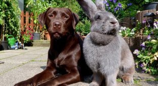 The size of a dog: what the largest rabbit on the planet looks like (6 photos)