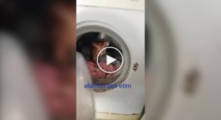 A Turk Washed His Cats in a Washing Machine