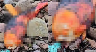 На британском пляже обнаружили странное оранжевое создание (5 фото)