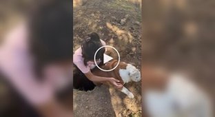 Англійський бульдог любить падати в одну і ту ж яму