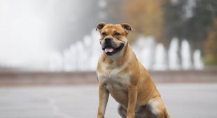 Ca-de-bo: how an ancient dog breed was revived from the ashes (6 photos)