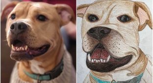 The shelter came up with a fun way to raise funds (25 photos)