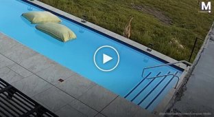 В Южной Африке антилопа совершила отчаянный прыжок к спасению