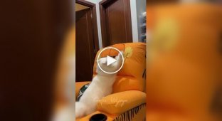 Кот, который больше не может драть кресло